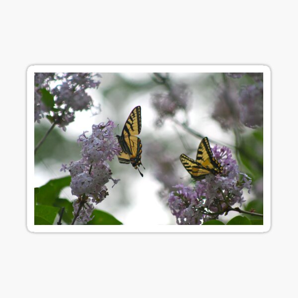 Where the Butterflies Go Sticker