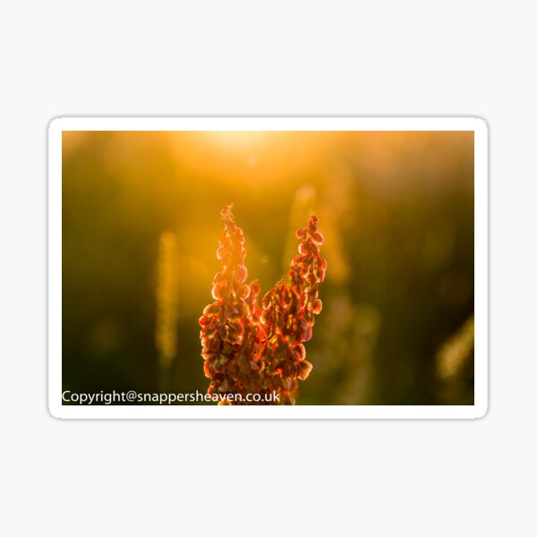 Item preview, Pink Meadow flowers at sunset from meadow flower collection designed and sold by designbywhacky.