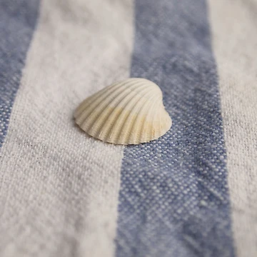 Artwork thumbnail, Shell 2 by Hextrovert