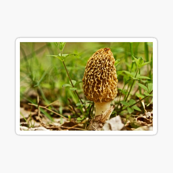 Yellow Morel Mushroom - Morchella esculenta Sticker
