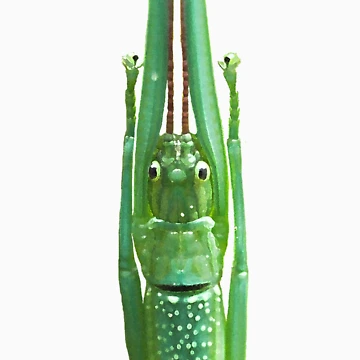 Artwork thumbnail, Stick Insect by col hellmuth