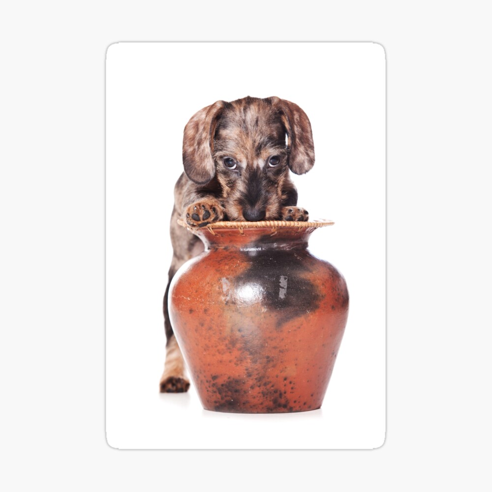 dachshund vase