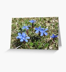 Burren Flowers Greeting Card