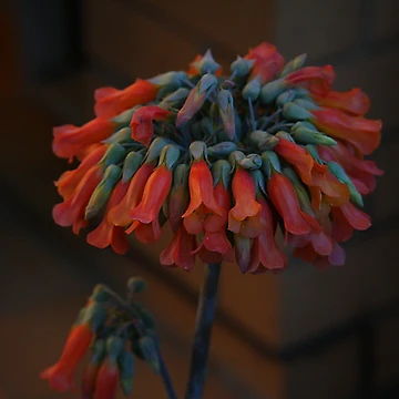 Artwork thumbnail, My Flower by R-Summers