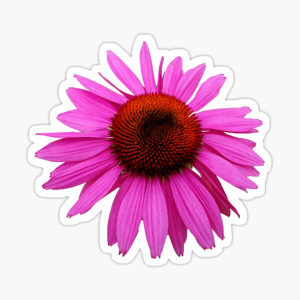 Pink Echinacea 2 Sticker