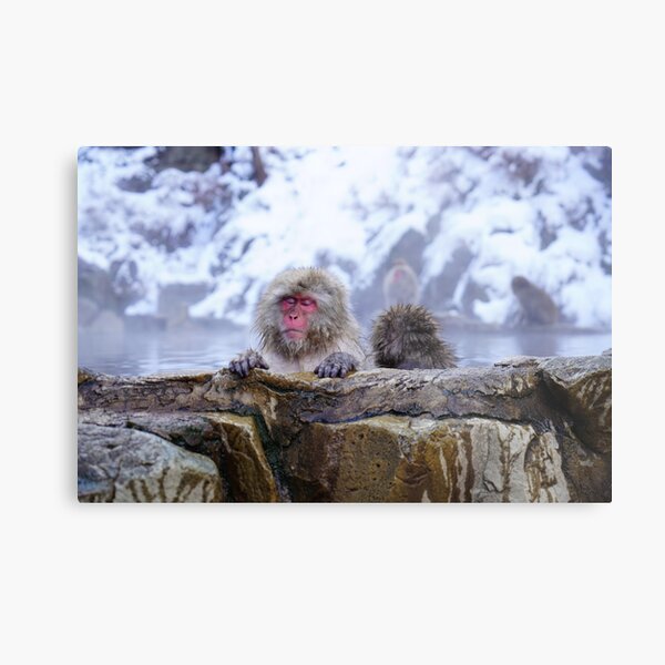 Snow Monkey Metal Print