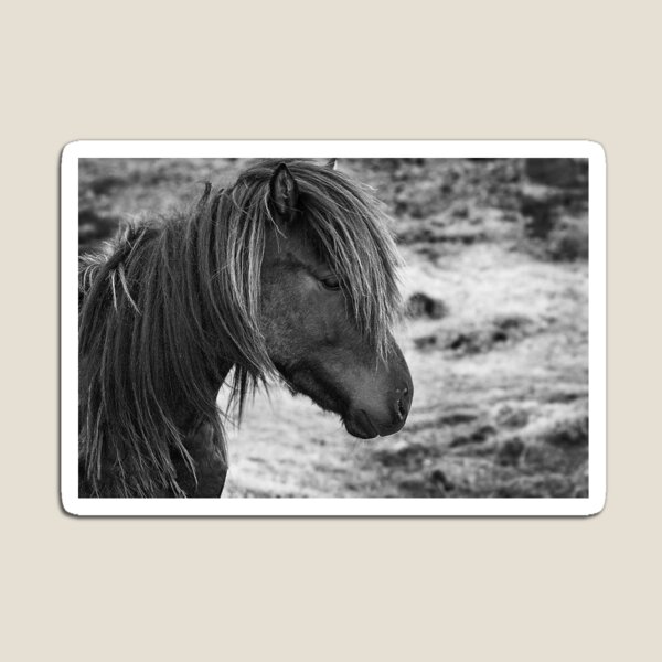 The Icelandic horse Magnet