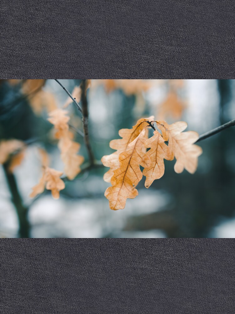 Dry yellow leaves in small oak tree by Juhku