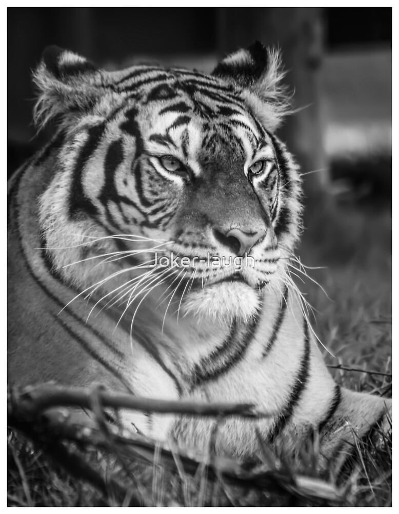 Tiger Monochrome By Joker Laugh Redbubble redbubble