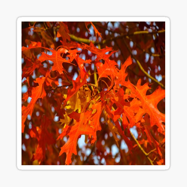 Item preview, fall color from California designed and sold by ezcat.