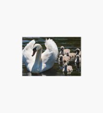Schwan Galeriedruck