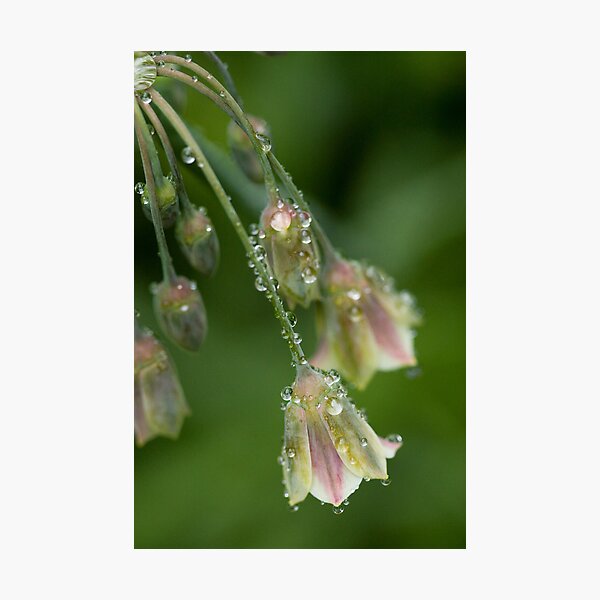 Bubbles and Bells Photographic Print