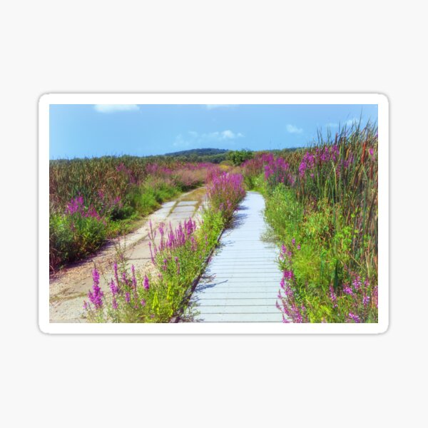 Great Meadows Loosestrife Summer Sticker