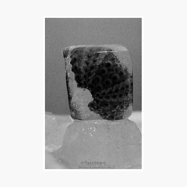Item preview, Ice Age Urchin designed and sold by Gozza.
