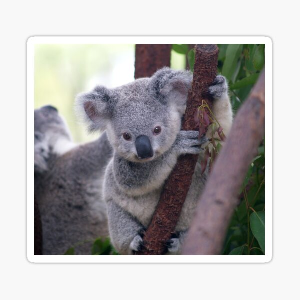 Item preview, Adorable Australian Koala designed and sold by simdantrine4.
