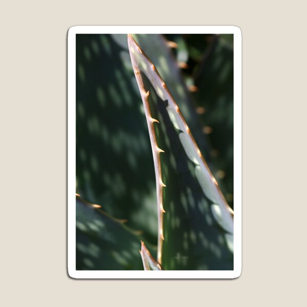 Item preview, Succulent Sharp designed and sold by Joy Watson - Natural Light Photography .