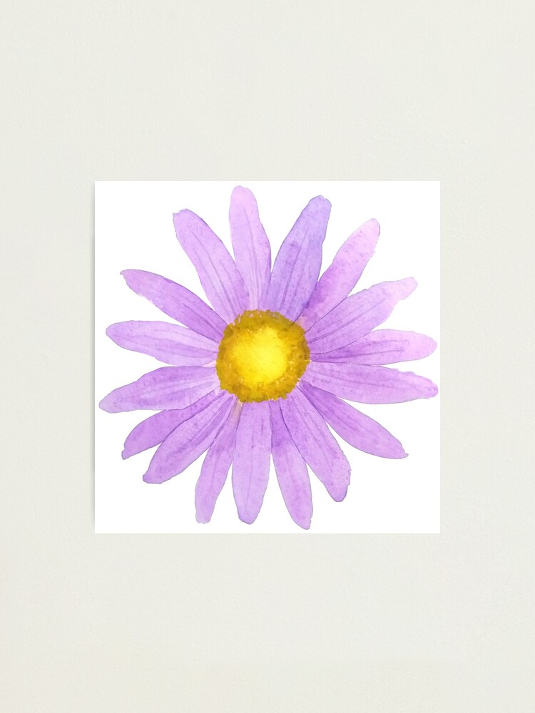 Impression photo « une petite aquarelle de marguerite violette », par  ColorandColor | Redbubble