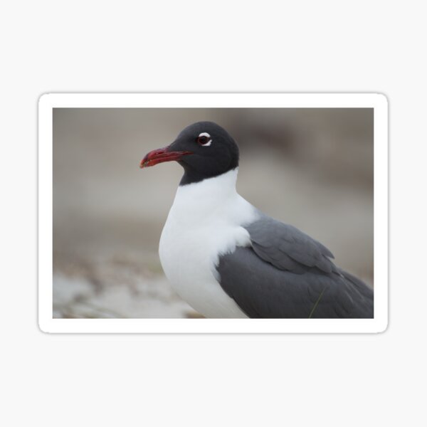 Item preview, Laughing Gull close Up  designed and sold by LizardSpirit.