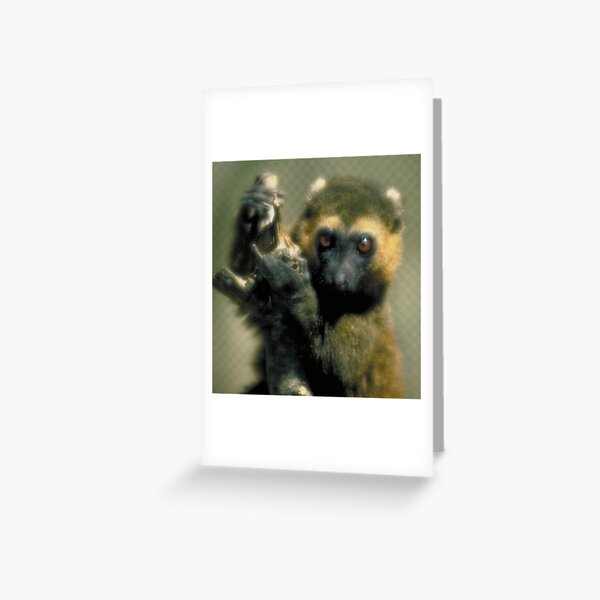 Lemur eyes Greeting Card