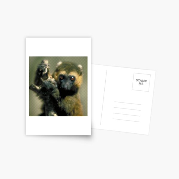 Lemur eyes Postcard