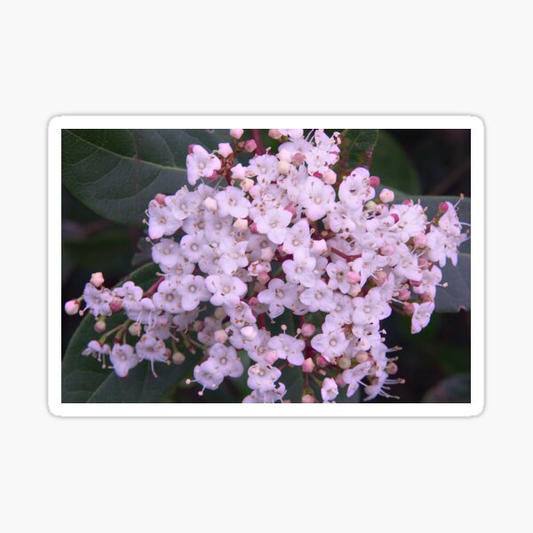 Pink flowers Sticker