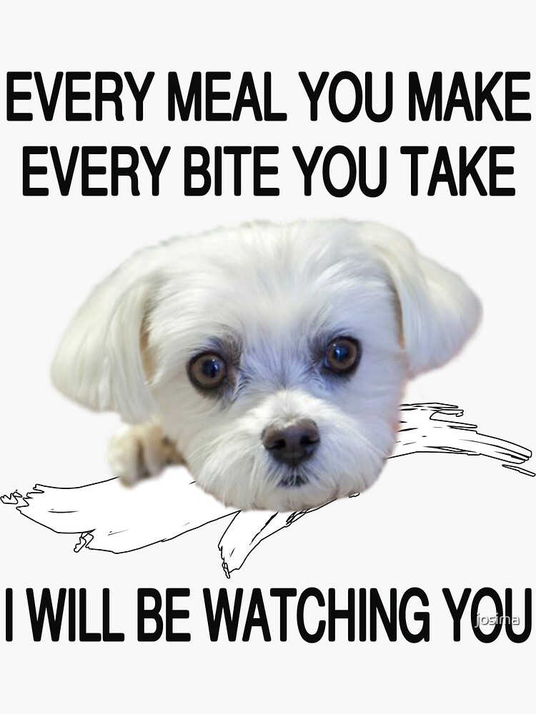 Funny Maltese Dog Watching Owner Quote Puppy Mom Dad Sticker for