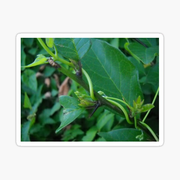 Green Leaf and Vines Sticker