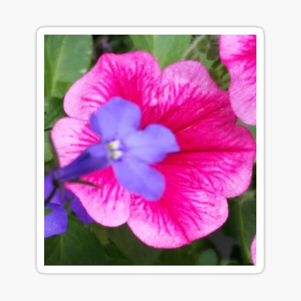 Purple and Pink Bloom Collection Sticker