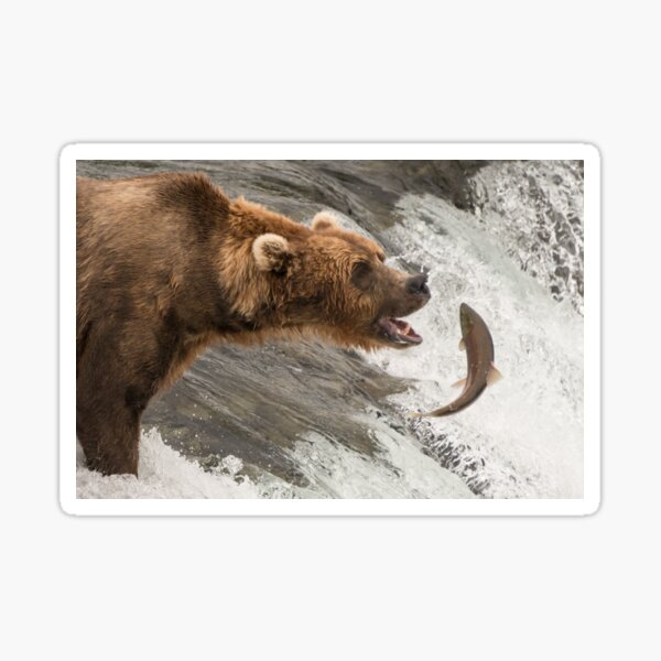 Brown bear about to catch a salmon Sticker