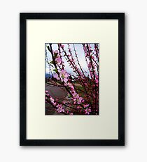 Blossoms Framed Print