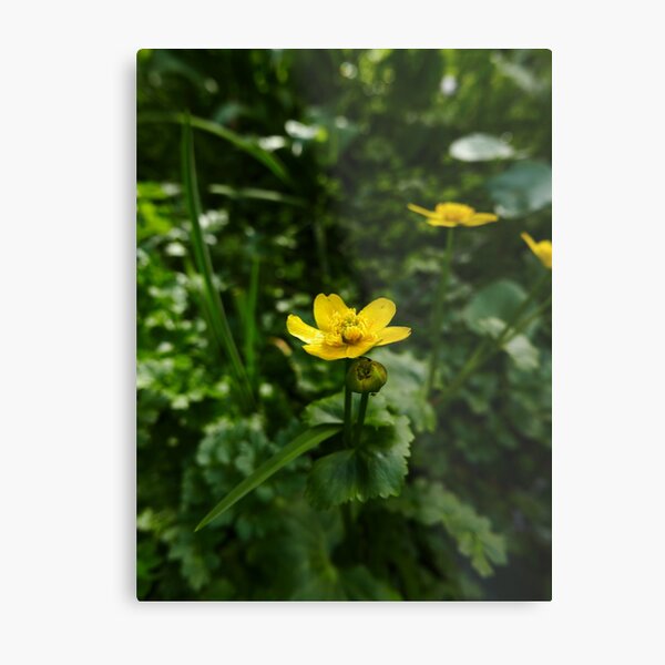 Marsh Marigold (Caltha palustris) Metal Print