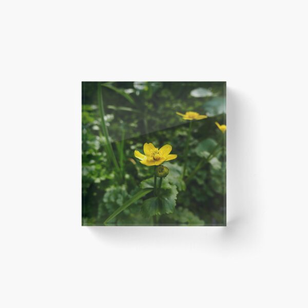Marsh Marigold (Caltha palustris) Acrylic Block