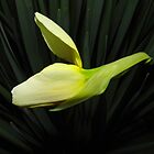 «La aparición de la primavera» de WildestArt