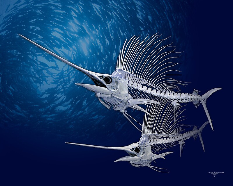 Sailfish' by helterskeletons 