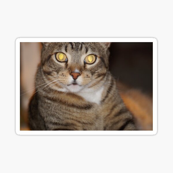 Can't Resist His Beautiful Eyes Sticker