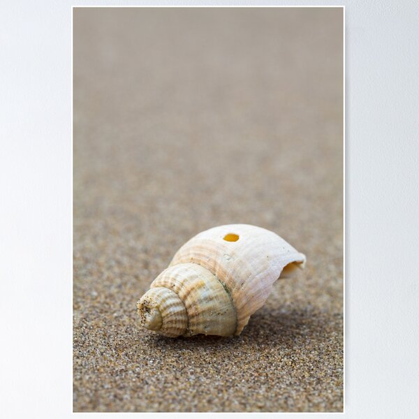 Item preview, One Little Shell designed and sold by heidipics.