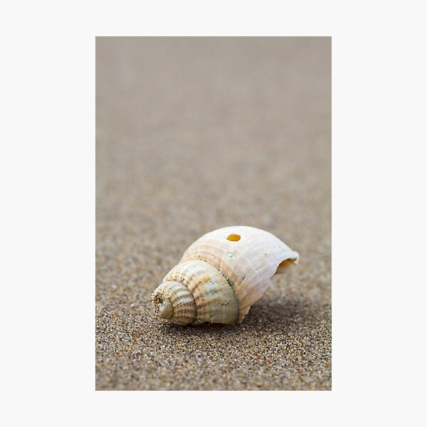 Item preview, One Little Shell designed and sold by heidipics.