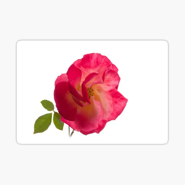 rose on white Sticker