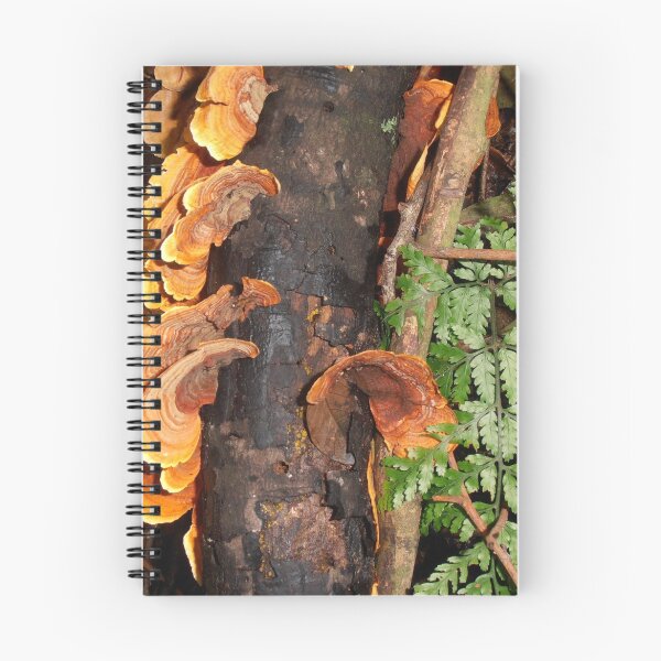 Item preview, Fungi And Fern Frond, Minnamurra Rainforest, Budderoo National Park, Australia. designed and sold by kaysharp.