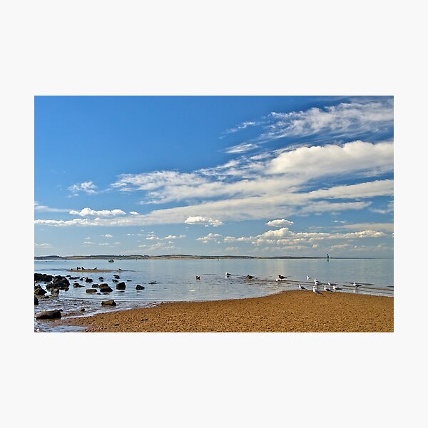 Item preview, Seagulls on a summer afternoon. designed and sold by johnrf.
