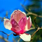 «Flor De Magnolia En Rosa» de Cynthia48