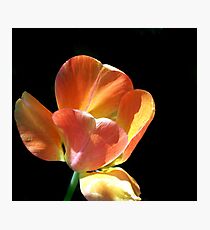 Shining Photographic Print