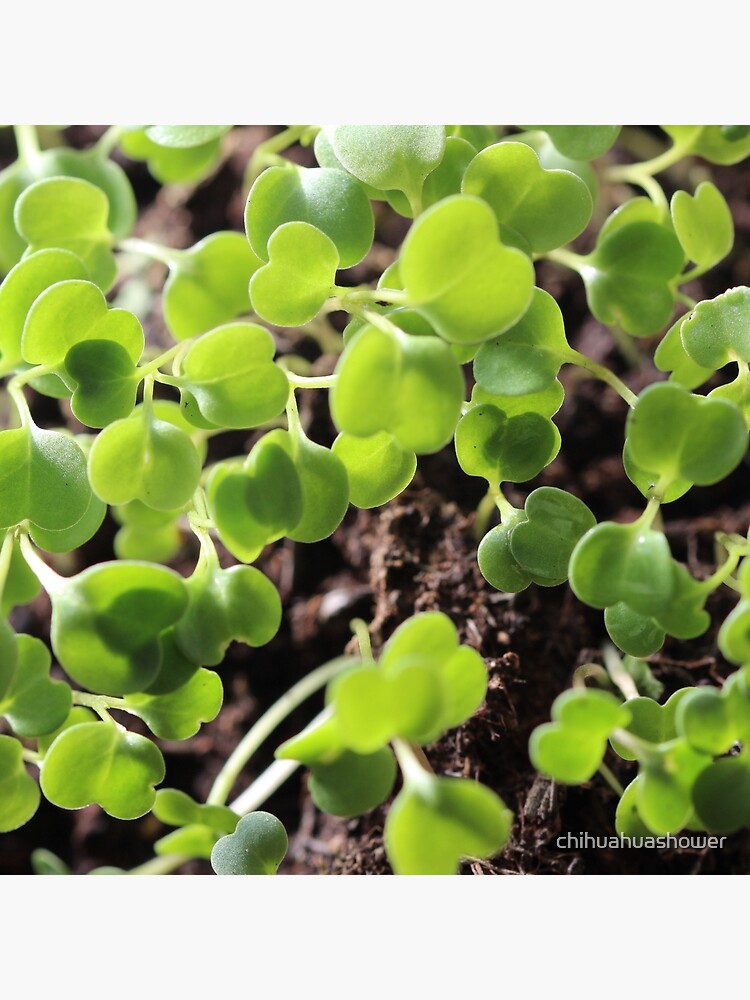 Microgreens seeds botanical by chihuahuashower