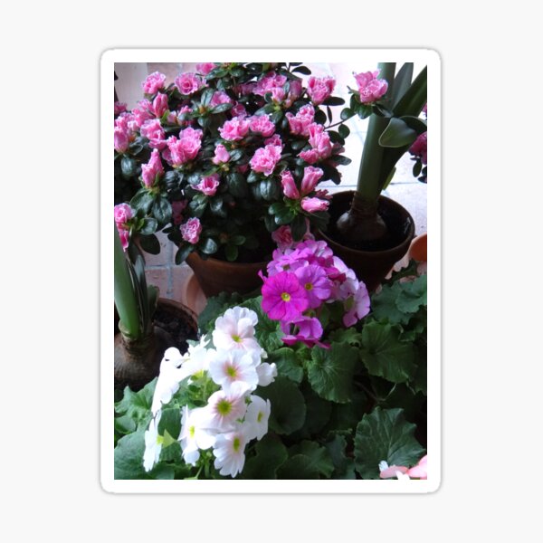Azaleas and Primrose II Sticker