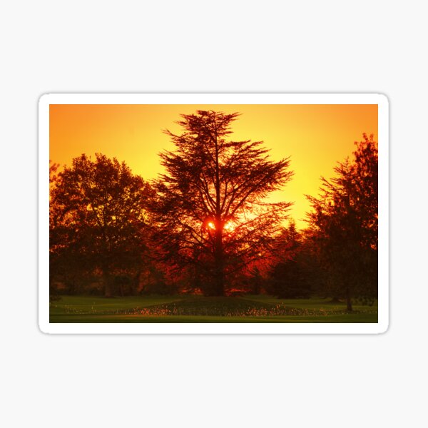 The Fire Tree (L'Arbre de feu) Sticker