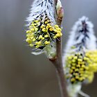 «Amentos temporada i» de cuprum