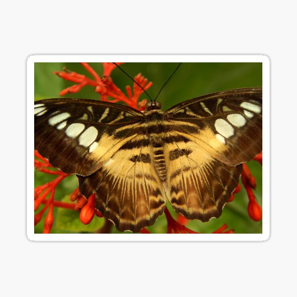 Item preview, Clipper Butterfly designed and sold by wallcat.