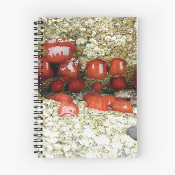 Item preview, Waiting for Dinner, Binalong Bay, Tasmania, Australia. designed and sold by kaysharp.