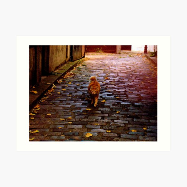 Orange cat Art Print