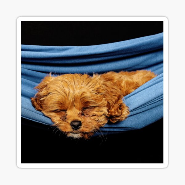 Remi sleeping Sticker